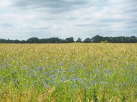 NL, Drenthe, Westerveld, Uffelteres 2, Saxifraga-Hans Dekker