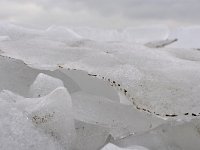 NL, Flevoland, Lelystad, Oostvaardersdijk (with ice) 2, Saxifraga-Tom Heijnen