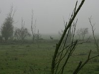 NL, Flevoland, Lelystad, Oostvaardersplassen 1, Saxifraga-Hans Boll