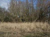 NL, Flevoland, Lelystad, Oostvaardersplassen 101, Saxifraga-Willem van Kruijsbergen