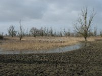 NL, Flevoland, Lelystad, Oostvaardersplassen 102, Saxifraga-Willem van Kruijsbergen