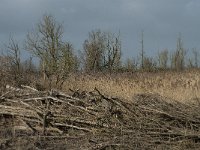 NL, Flevoland, Lelystad, Oostvaardersplassen 104, Saxifraga-Willem van Kruijsbergen