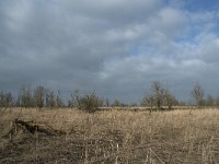 NL, Flevoland, Lelystad, Oostvaardersplassen 16, Saxifraga-Willem van Kruijsbergen