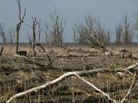 NL, Flevoland, Lelystad, Oostvaardersplassen 22, Saxifraga-Willem van Kruijsbergen