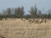 NL, Flevoland, Lelystad, Oostvaardersplassen 27, Saxifraga-Willem van Kruijsbergen