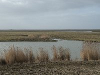 NL, Flevoland, Lelystad, Oostvaardersplassen 30, Saxifraga-Willem van Kruijsbergen