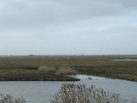 NL, Flevoland, Lelystad, Oostvaardersplassen 34, Saxifraga-Willem van Kruijsbergen