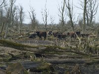 NL, Flevoland, Lelystad, Oostvaardersplassen 36, Saxifraga-Willem van Kruijsbergen