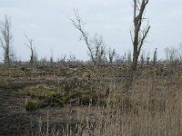 NL, Flevoland, Lelystad, Oostvaardersplassen 38, Saxifraga-Willem van Kruijsbergen