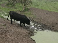 NL, Flevoland, Lelystad, Oostvaardersplassen 4, Saxifraga-Hans Boll