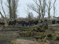 NL, Flevoland, Lelystad, Oostvaardersplassen 48, Saxifraga-Willem van Kruijsbergen