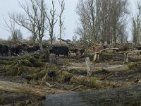 NL, Flevoland, Lelystad, Oostvaardersplassen 49, Saxifraga-Willem van Kruijsbergen