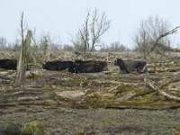 NL, Flevoland, Lelystad, Oostvaardersplassen 51, Saxifraga-Willem van Kruijsbergen