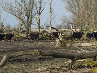 NL, Flevoland, Lelystad, Oostvaardersplassen 56, Saxifraga-Willem van Kruijsbergen