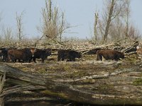 NL, Flevoland, Lelystad, Oostvaardersplassen 59, Saxifraga-Willem van Kruijsbergen