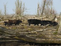 NL, Flevoland, Lelystad, Oostvaardersplassen 61, Saxifraga-Willem van Kruijsbergen