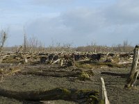 NL, Flevoland, Lelystad, Oostvaardersplassen 65, Saxifraga-Willem van Kruijsbergen