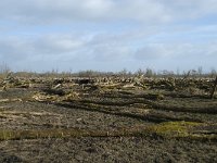 NL, Flevoland, Lelystad, Oostvaardersplassen 66, Saxifraga-Willem van Kruijsbergen