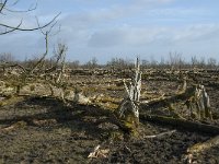 NL, Flevoland, Lelystad, Oostvaardersplassen 68, Saxifraga-Willem van Kruijsbergen