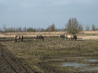 NL, Flevoland, Lelystad, Oostvaardersplassen 73, Saxifraga-Willem van Kruijsbergen