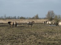 NL, Flevoland, Lelystad, Oostvaardersplassen 74, Saxifraga-Willem van Kruijsbergen