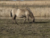 NL, Flevoland, Lelystad, Oostvaardersplassen 76, Saxifraga-Willem van Kruijsbergen