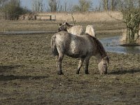 NL, Flevoland, Lelystad, Oostvaardersplassen 77, Saxifraga-Willem van Kruijsbergen