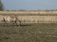 NL, Flevoland, Lelystad, Oostvaardersplassen 78, Saxifraga-Willem van Kruijsbergen