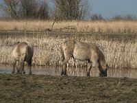 NL, Flevoland, Lelystad, Oostvaardersplassen 79, Saxifraga-Willem van Kruijsbergen