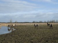 NL, Flevoland, Lelystad, Oostvaardersplassen 83, Saxifraga-Willem van Kruijsbergen