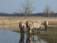 NL, Flevoland, Lelystad, Oostvaardersplassen 85, Saxifraga-Willem van Kruijsbergen