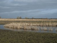 NL, Flevoland, Lelystad, Oostvaardersplassen 88, Saxifraga-Willem van Kruijsbergen