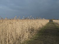 NL, Flevoland, Lelystad, Oostvaardersplassen 89, Saxifraga-Willem van Kruijsbergen