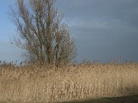 NL, Flevoland, Lelystad, Oostvaardersplassen 90, Saxifraga-Willem van Kruijsbergen