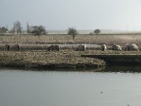 NL, Flevoland, Lelystad, Oostvaardersplassen 94, Saxifraga-Willem van Kruijsbergen