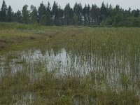 NL, Flevoland, Noordoostpolder, Kuinderbos, 6, Saxifraga-Willem van Kruijsbergen