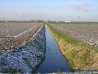 NL, Flevoland, Zeewolde 12, Saxifraga-Henk Sierdsema