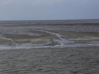 NL, Friesland, Ameland, Dantziggat 10, Saxifraga-Hans Boll