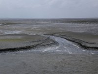 NL, Friesland, Ameland, Dantziggat 15, Saxifraga-Hans Boll