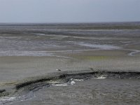 NL, Friesland, Ameland, Dantziggat 17, Saxifraga-Hans Boll