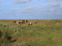 NL, Friesland, Ameland, Jan Roepeheide 3, Saxifraga-Hans Boll