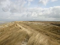 NL, Friesland, Ameland, Lange Duinen 2, Saxifraga-Hans Boll