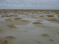 NL, Friesland, Ameland, Lange Duinen, Groene strand 5, Saxifraga-Hans Boll