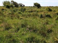 NL, Friesland, Ameland, Middenpolle 4, Saxifraga-Hans Boll