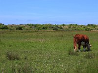 NL, Friesland, Ameland, Noordkeeg 3, Saxifraga-Hans Boll