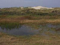 NL, Friesland, Ameland, Oerderduinen 1, Saxifraga-Hans Boll