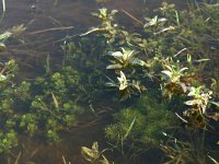 NL, Friesland, Ameland, Roosduinen 2, Saxifraga-Hans Boll