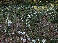 NL, Friesland, Ameland, Roosduinen 4, Saxifraga-Hans Boll