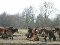 NL, Friesland, Dantumadeel, Rijperkerkerpolder 1, Saxifraga-Hans Boll