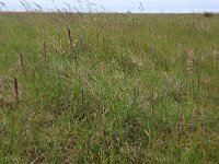 NL, Friesland, Dongeradeel, Bantpolder 4, Saxifraga-Hans Boll